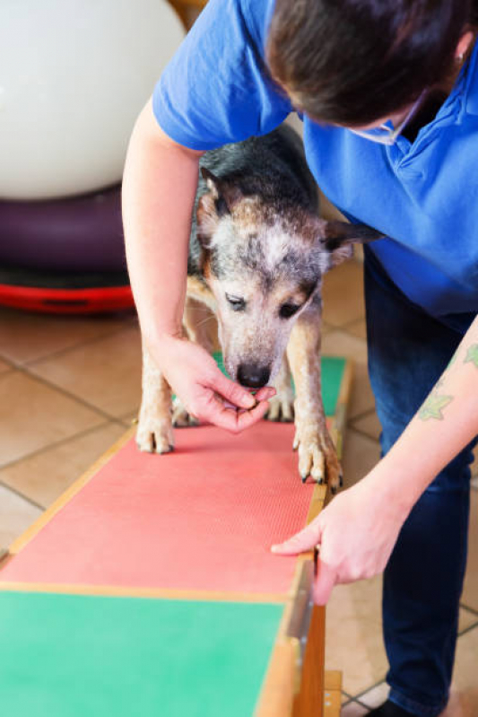 Fisioterapia para Cachorro de Médio Porte Vila Militar - Fisioterapia em Animais