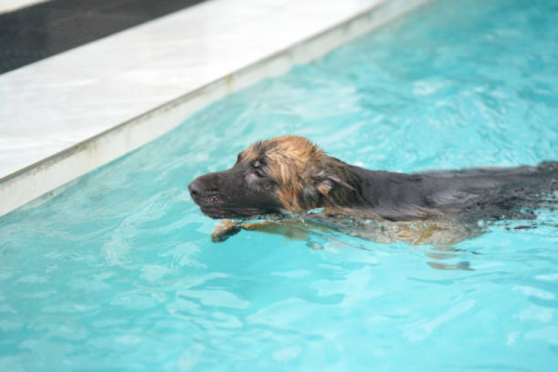 Fisioterapia para Cães e Gatos Barra da Tijuca - Fisioterapia para Cachorro Zona Oeste