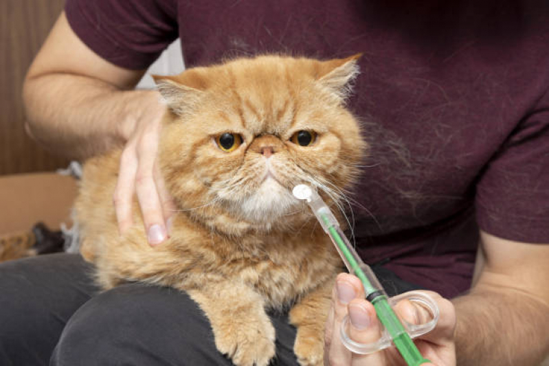 Onde Agendar Exame de Raio X Digital para Animais Jardim Sulacap - Exame de Sangue para Gato