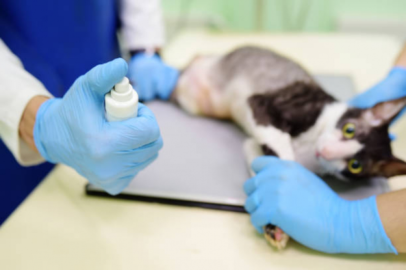 Onde Agendar Exame de Sangue para Gato Gericinó - Exame de Sangue para Pet