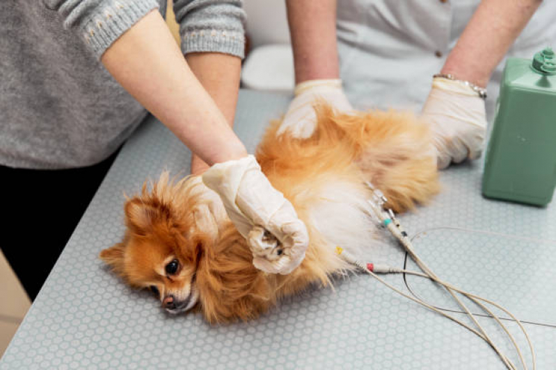 Onde Agendar Exame de Sangue Veterinário Freguesia - Exame de Laboratório para Animais