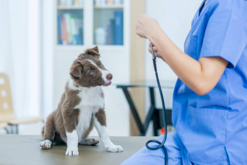 Onde Encontrar Cardiologista de Animais Camorim - Cardiologista de Cães e Gatos