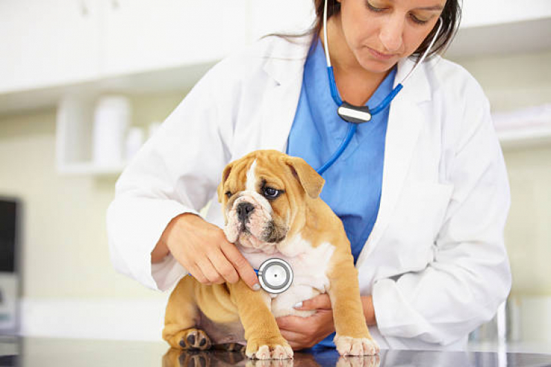 Onde Encontrar Cardiologista de Cães e Gatos Madureira - Cardiologista para Animais