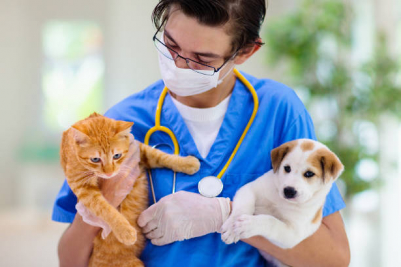 Onde Encontrar Cardiologista para Animais Deodoro - Cardiologista de Cães e Gatos
