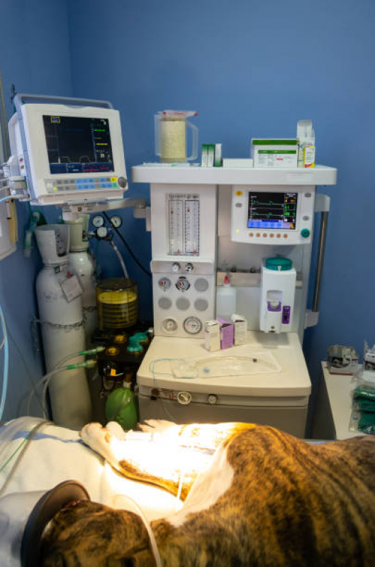 Onde Encontrar Cardiologista para Cães e Gatos Barra de Guaratiba - Cardiologista para Cães e Gatos