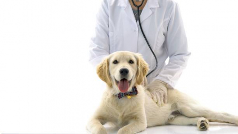 Onde Encontrar Cardiologista Veterinário Gericinó - Cardiologista para Cachorro de Médio Porte