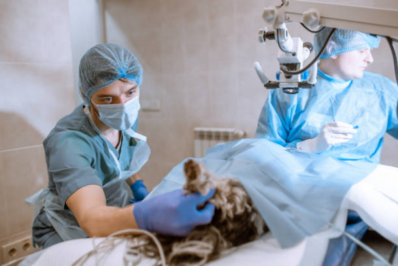 Onde Faz Cirurgia Animal Jardim Sulacap - Cirurgia de Emergência para Animais
