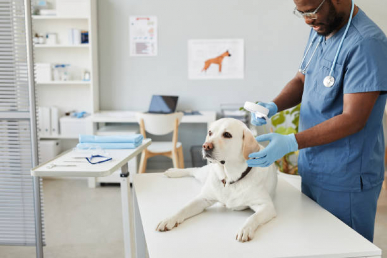 Onde Faz Consulta Cardiológica para Animais Joá, Magalhães Bastos - Consulta Veterinária para Animais