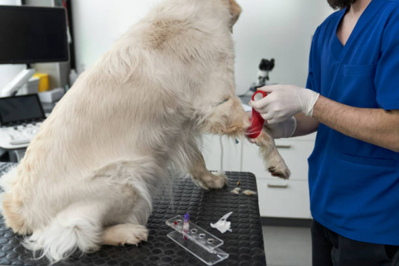 Onde Faz Consulta de Dermatologista para Animais Mallet, Paciência - Consulta Veterinária para Animais