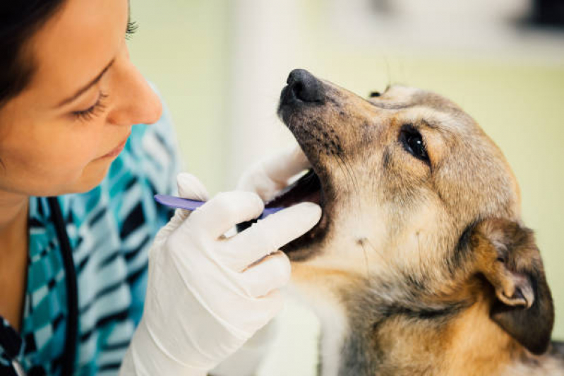 Onde Faz Consulta de Endocrinologista para Animais Vila Militar - Consulta de Dermatologista para Animais