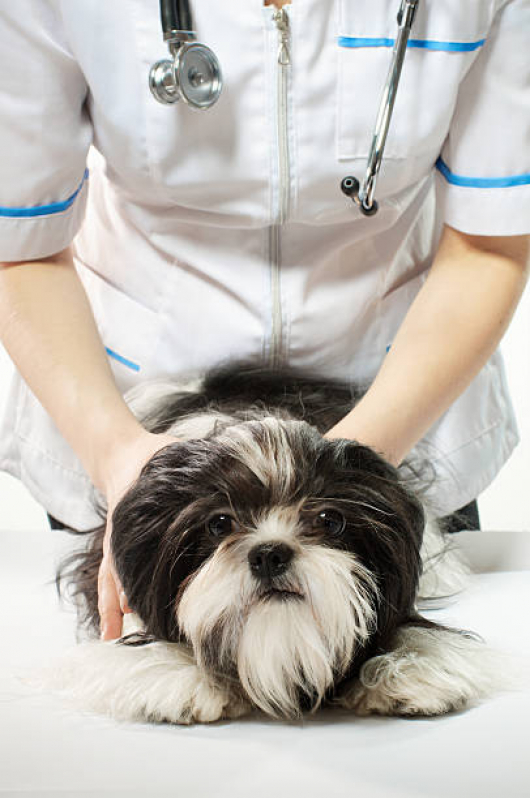 Onde Faz Consulta de Nutricionista para Animais Deodoro - Consulta de Endocrinologista para Animais