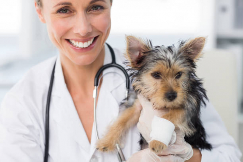 Onde Faz Consulta Geriatria para Animais Itanhangá - Consulta Cardiológica para Animais