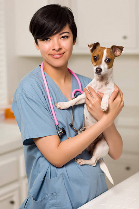 Onde Faz Consulta Veterinária para Animais Marechal Hermes - Consulta Ortopédica para Animais