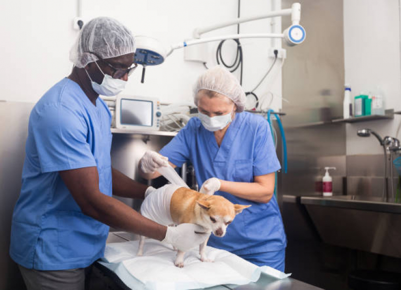Onde Fazer Cirurgia de Castração para Gatos Vila Valqueire - Cirurgia em Animais Zona Oeste