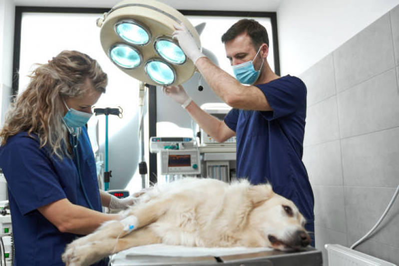 Onde Fazer Cirurgia de Emergência para Cachorros Deodoro - Cirurgia Emergencial para Animais