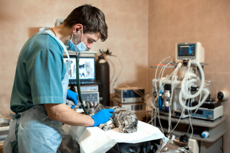 Onde Fazer Cirurgia Ortopédica para Animais Freguesia - Cirurgia para Gatos