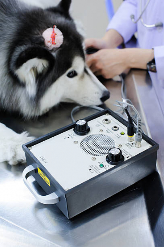 Onde Marcar Consulta Veterinária para Animais Jacarepaguá - Consulta Cardiológica para Animais