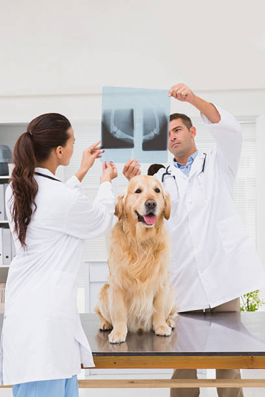 Onde Marcar Ortopedia Animal Freguesia - Ortopedista para Cachorro