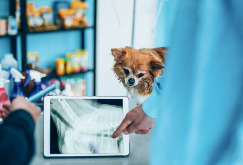 Onde Marcar Ortopedia para Cães de Médio Porte Itanhangá - Ortopedista para Gatos