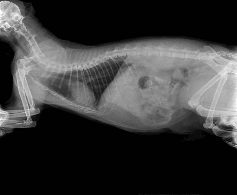 Onde Marcar Ortopedista para Gatos Campo Grande - Ortopedia para Cachorro