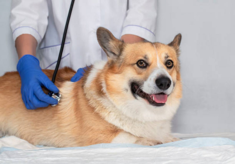 Onde Tem Cardiologista de Cães e Gatos Bangu - Cardiologista de Cachorro