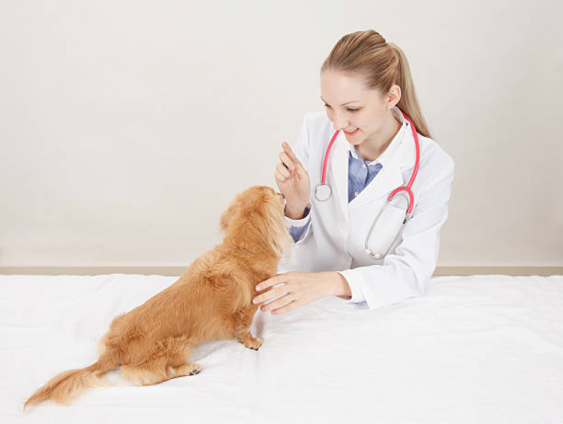 Onde Tem Cardiologista para Animais Gericinó - Cardiologista de Pet