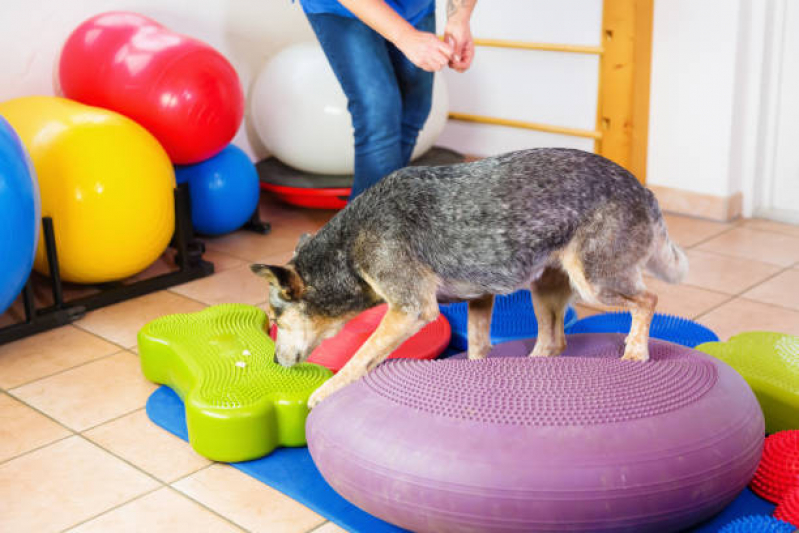 Onde Tem Fisioterapia para Cães e Gatos Jacarepaguá - Fisioterapia Pet
