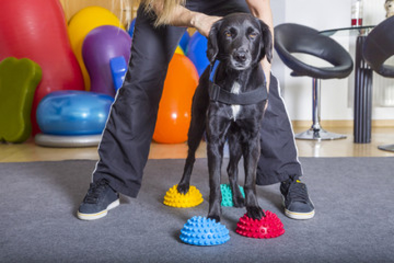 Onde Tem Fisioterapia Pet Bangu - Fisioterapia para Cães