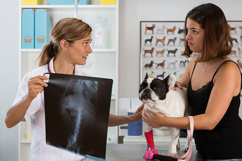 Onde Tem Ortopedia Animal Camorim - Ortopedia para Cachorro de Pequeno Porte