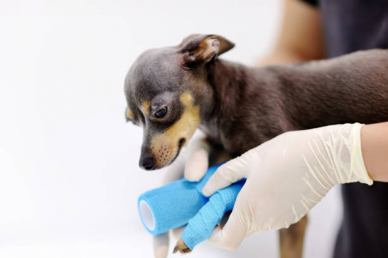 Onde Tem Ortopedia para Cachorro de Pequeno Porte Bangu - Ortopedia Animal