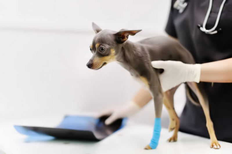 Onde Tem Ortopedia para Cachorro Mallet, Paciência - Ortopedia para Cães de Grande Porte