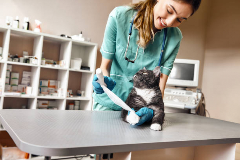 Onde Tem Ortopedia para Cães de Médio Porte Gericinó - Ortopedia para Gatos