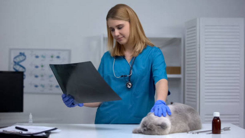 Onde Tem Ortopedista para Gatos Joá, Magalhães Bastos - Ortopedia Animal