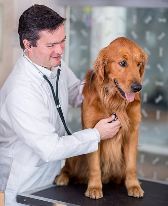 Onde Tem Tratamento Veterinário com Células Tronco para Cachorros Joá, Magalhães Bastos - Tratamento Veterinário com Células Tronco para Cães