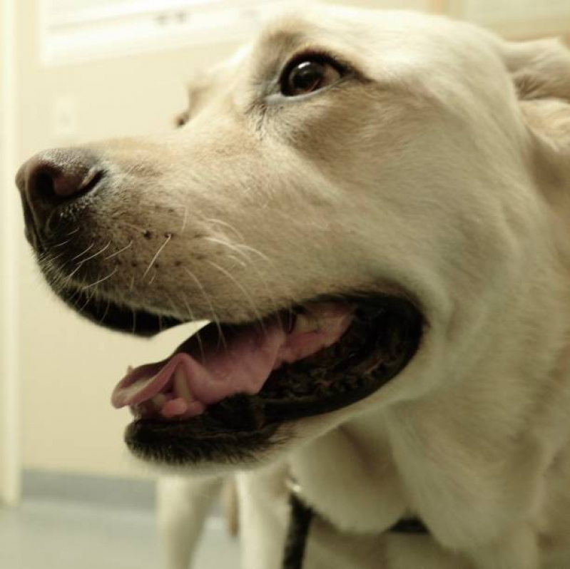 Onde Tem Tratamento Veterinário com Células Tronco Campo Grande - Tratamento Veterinário com Células Tronco para Cachorros