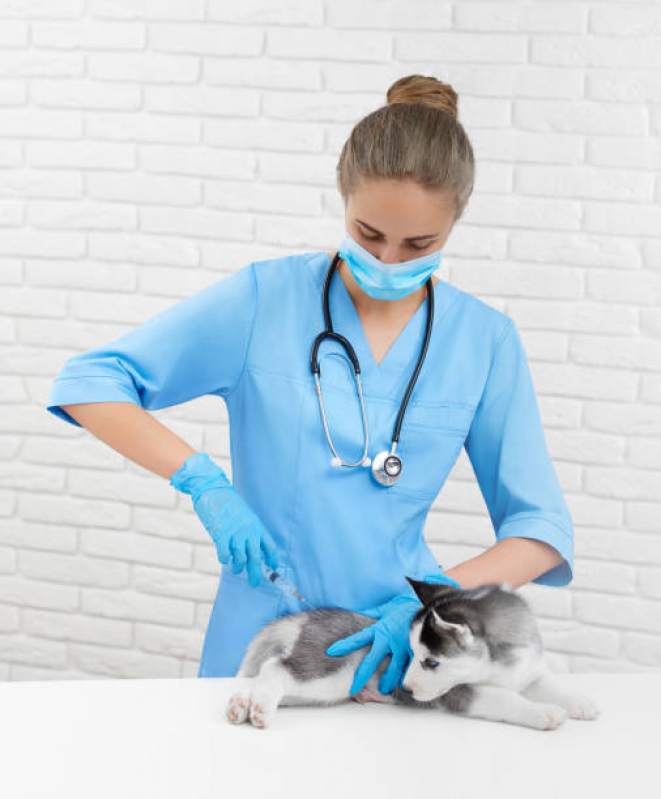 Onde Tem Vacina contra Raiva em Cachorro Gericinó - Vacina contra Raiva para Cachorro