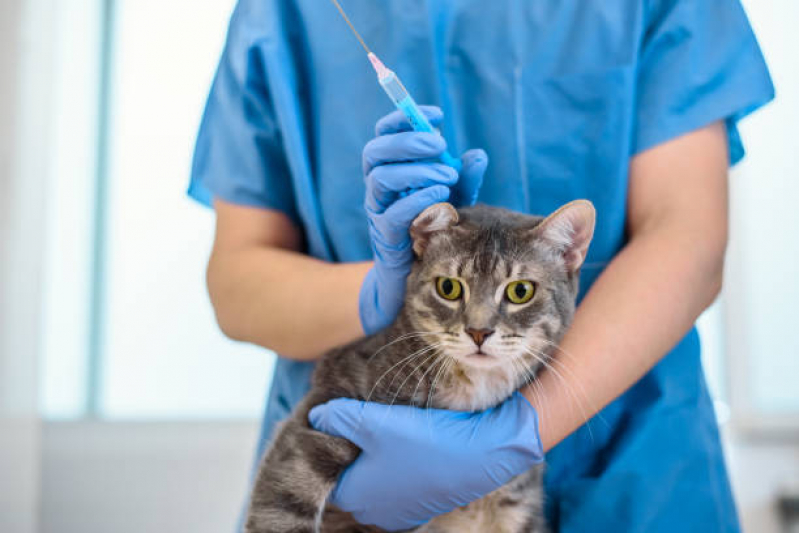 Onde Tem Vacina de Raiva para Gatos Camorim - Vacina de Raiva para Gatos