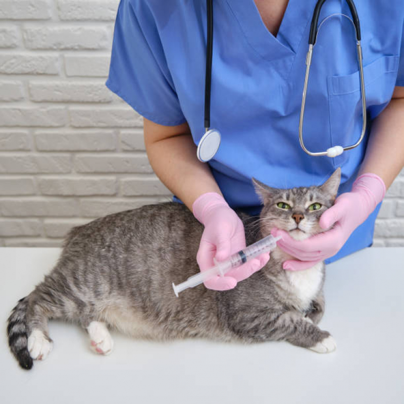 Onde Tem Vacina para Gato V4 Jardim Sulacap - Vacina de Raiva para Gatos