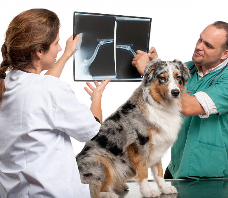 Ortopedia Animal Onde Encontrar Barra de Guaratiba - Ortopedista para Cachorro