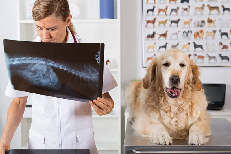 Ortopedia para Cachorro de Grande Porte Freguesia - Ortopedia para Cachorro Zona Oeste