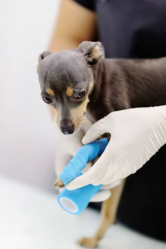Ortopedia para Cachorro de Pequeno Porte Onde Encontrar Barra de Guaratiba - Ortopedista para Cachorro