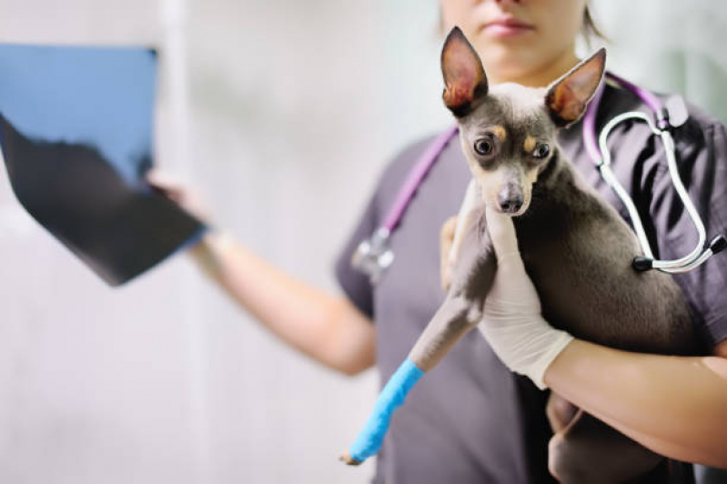 Ortopedia para Cachorro de Pequeno Porte Deodoro - Ortopedista de Cachorro