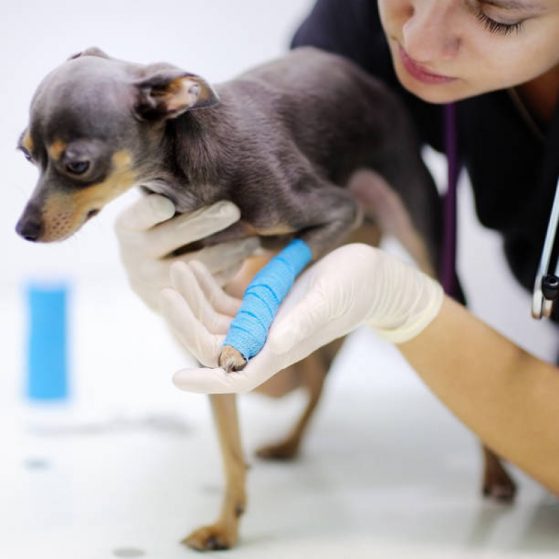 Ortopedia para Cachorro Guaratiba - Ortopedia para Cachorro