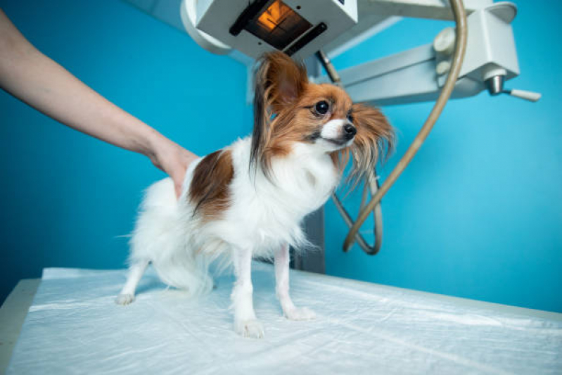 Ortopedia para Cães de Grande Porte Onde Encontrar Itanhangá - Ortopedia Animal