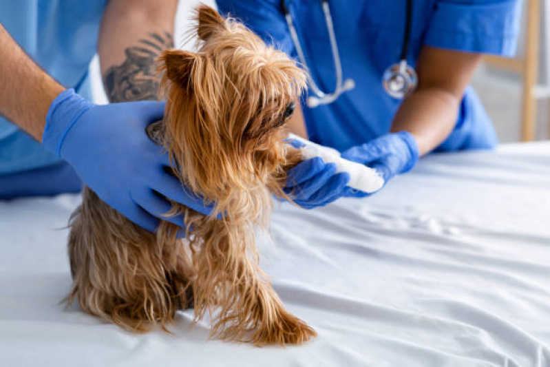 Ortopedia para Cães de Médio Porte Onde Encontrar Guaratiba - Ortopedia para Cachorro Zona Oeste