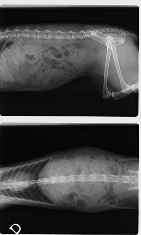 Ortopedia para Gatos Onde Encontrar Vila Militar - Ortopedia Animal