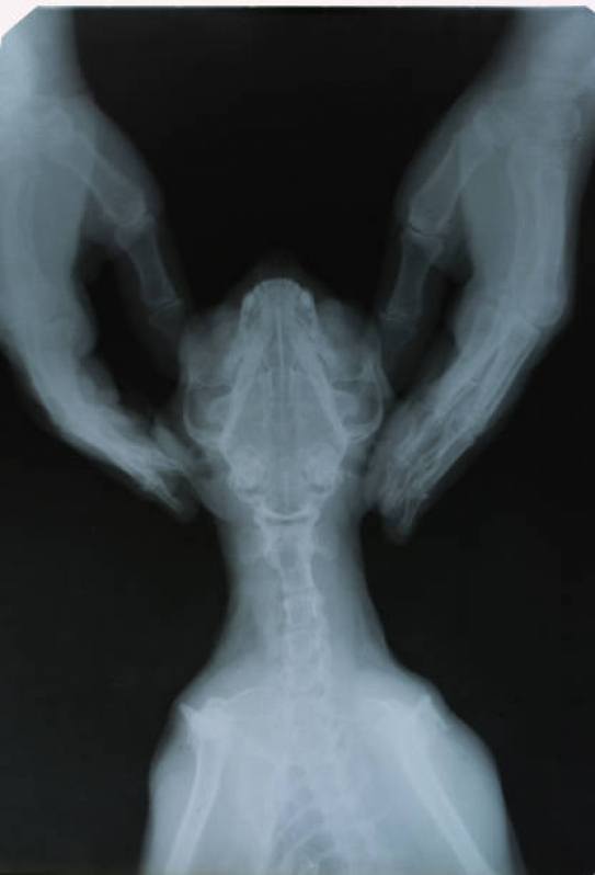 Ortopedia para Gatos Guaratiba - Ortopedista de Cachorro