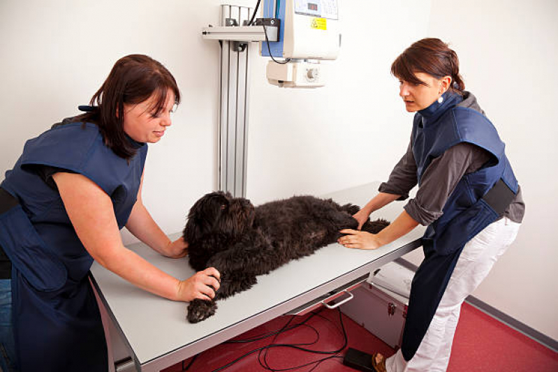 Ortopedista para Gatos Onde Encontrar Camorim - Ortopedia para Cães de Grande Porte