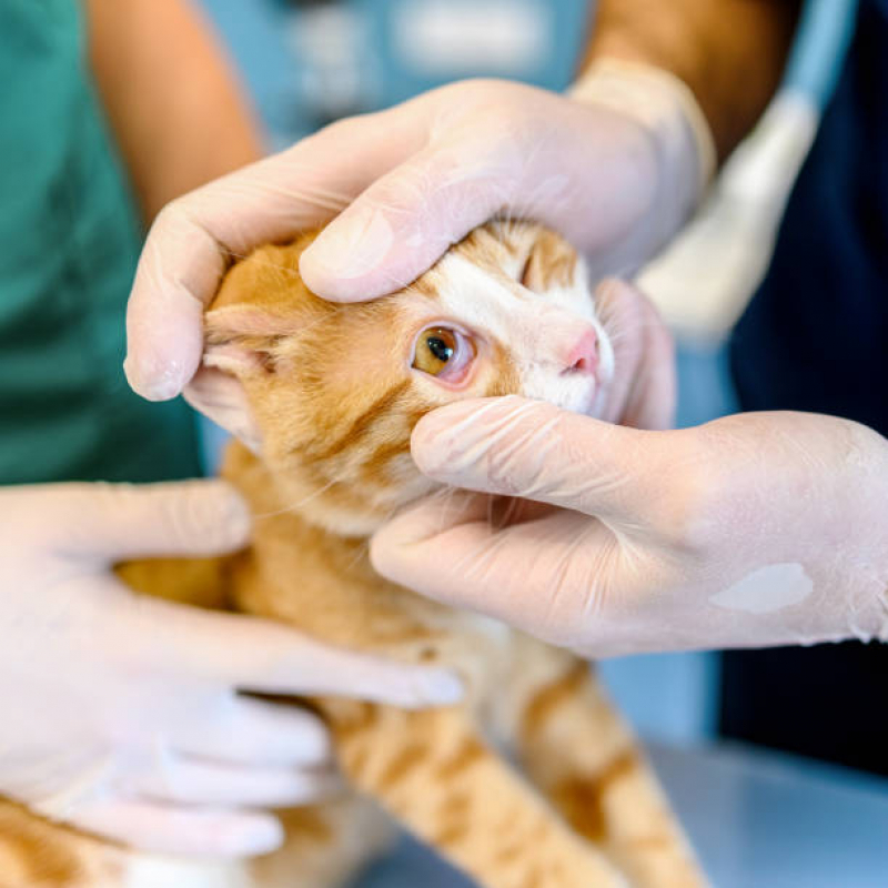 Radiologia Veterinária Marcar Deodoro - Exame de Sangue para Gato