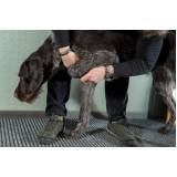 agendamento de fisioterapia para cachorro de médio porte Grumari